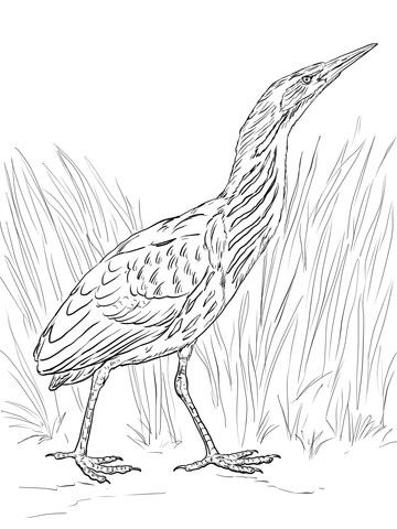 Realistic Bittern Coloring Page